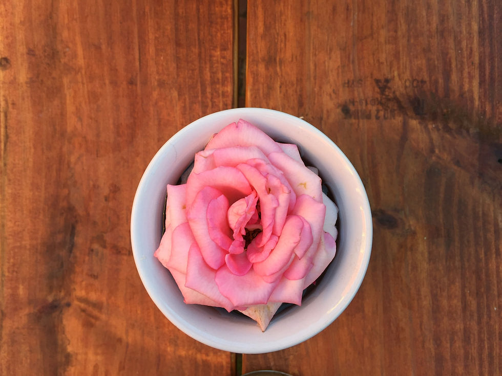 Teacup Rose