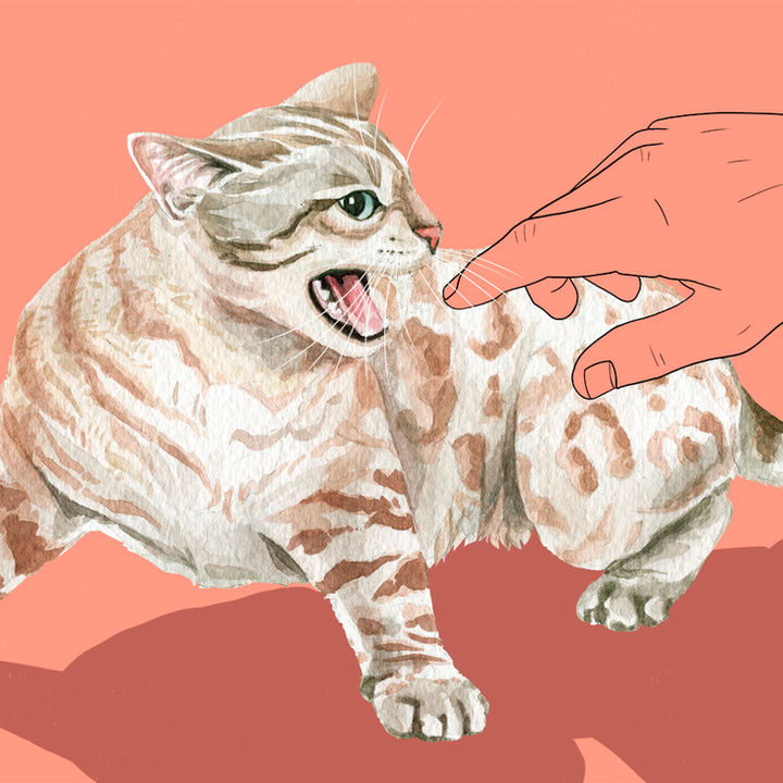 Toronto Illustrator What's My Cat Thinking?