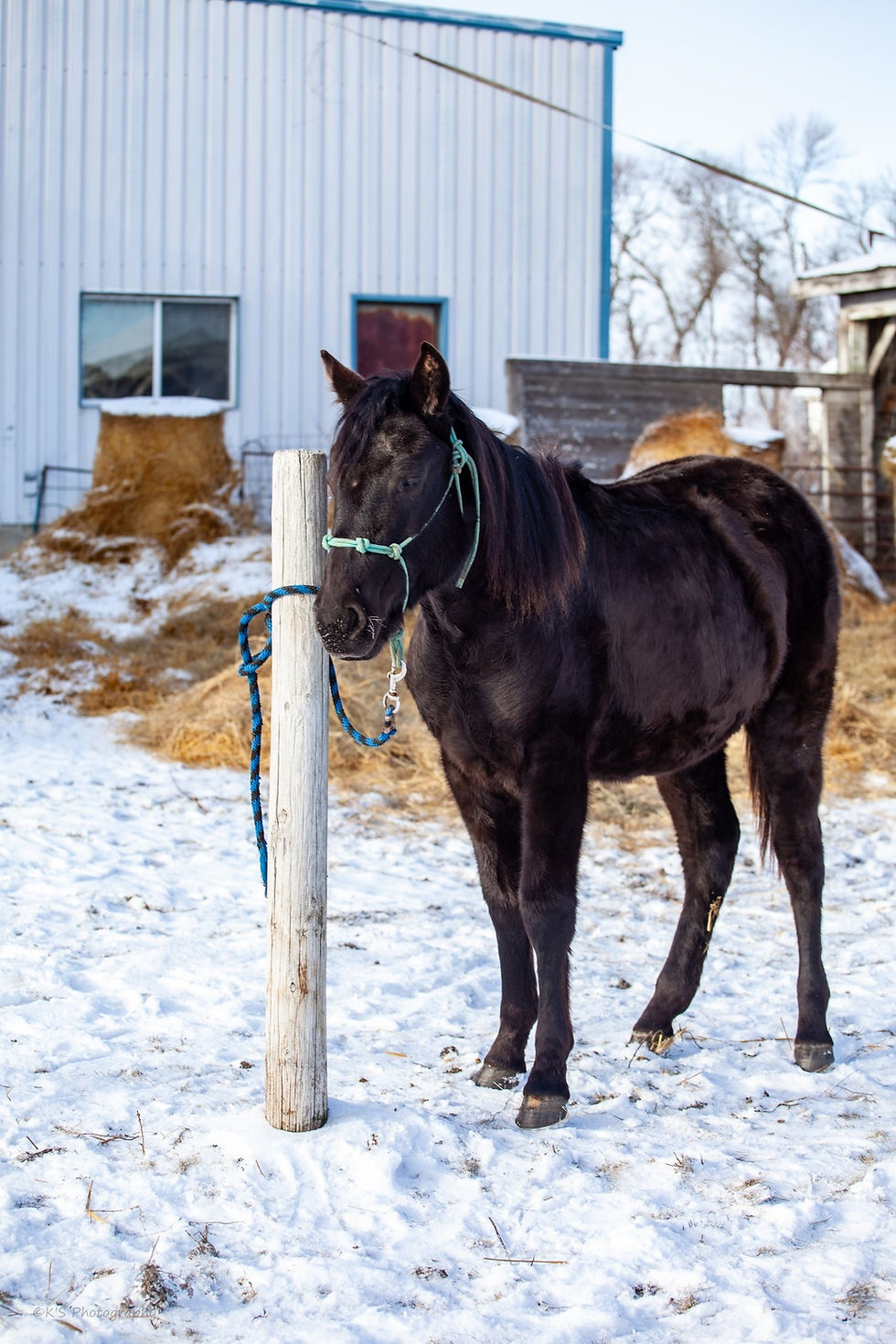 Thumbnail: BEAUTIFUL COMING 2 YEAR OLD GRADE QUARTER HORSE FILLY      Snowflake MB!!