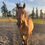 Thumbnail: Freyja Jaz Bar  2023 Dun QH Mare  14.2 hh  Stettler AB