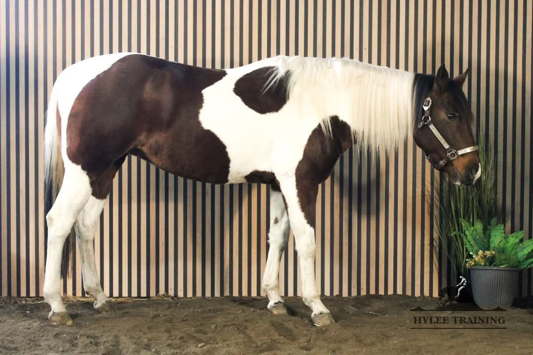 Mercy 9 year old Grade mare  Prince George BC