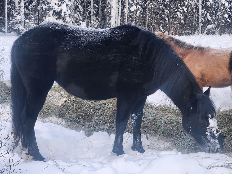 Thumbnail: 3 year old draft cross fillys Beaverlodge AB