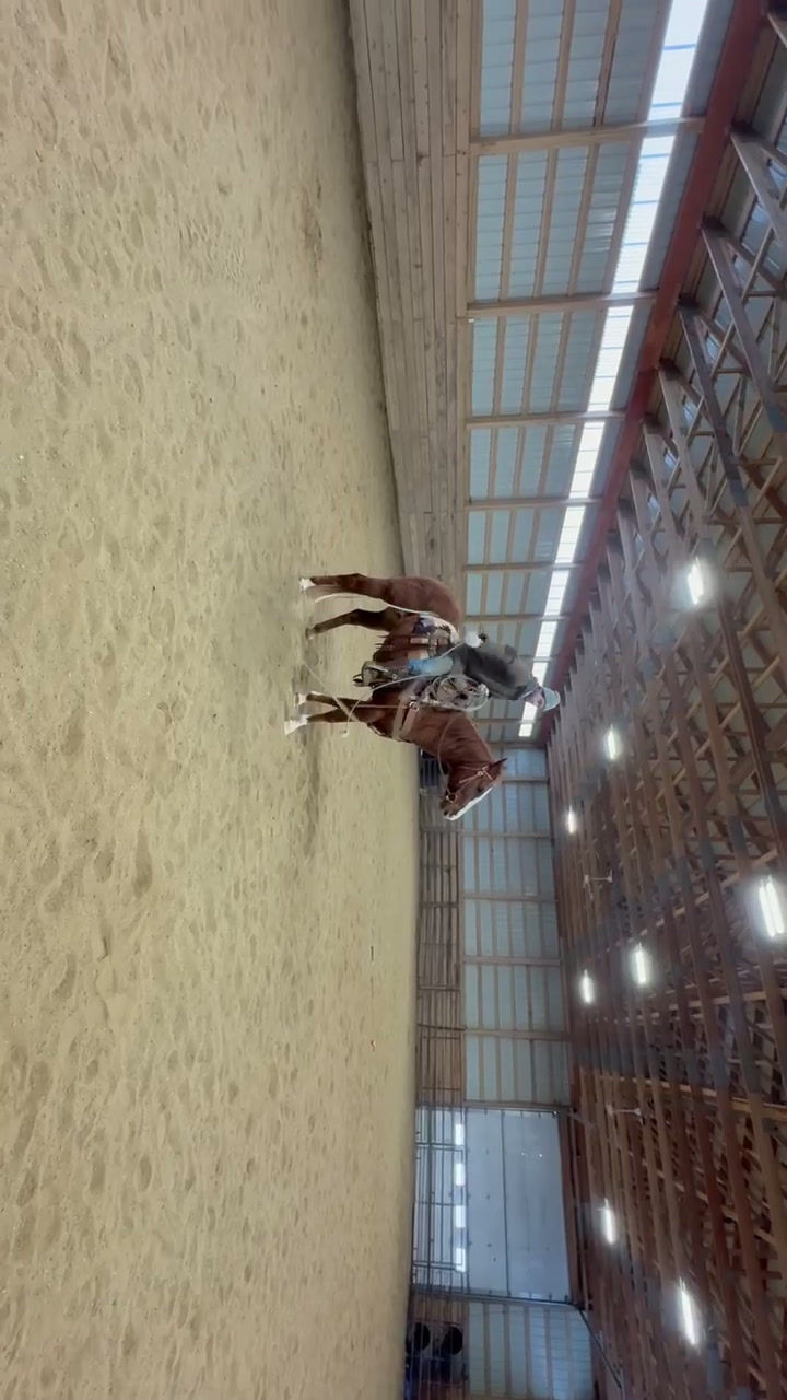 Thumbnail: Lucy  8 year old grade mare  LA Corey AB
