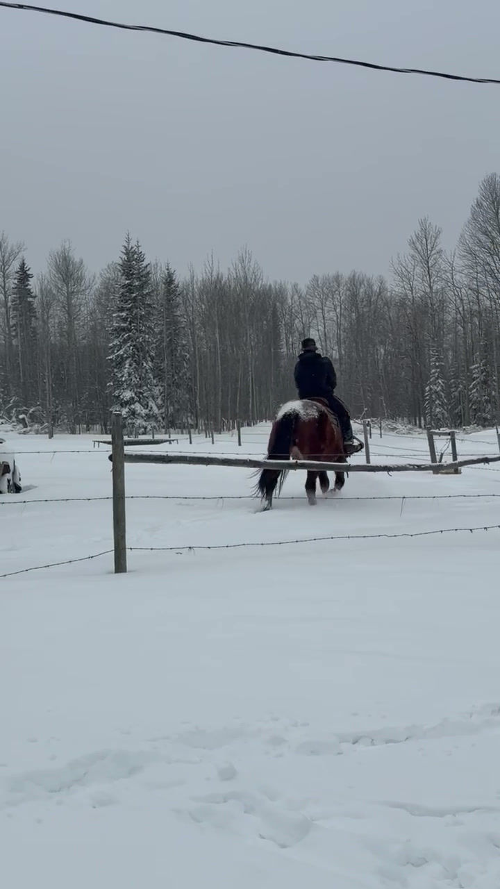 Thumbnail: 5 yr old gelding    Percheron Cross  Chetwynd BC.