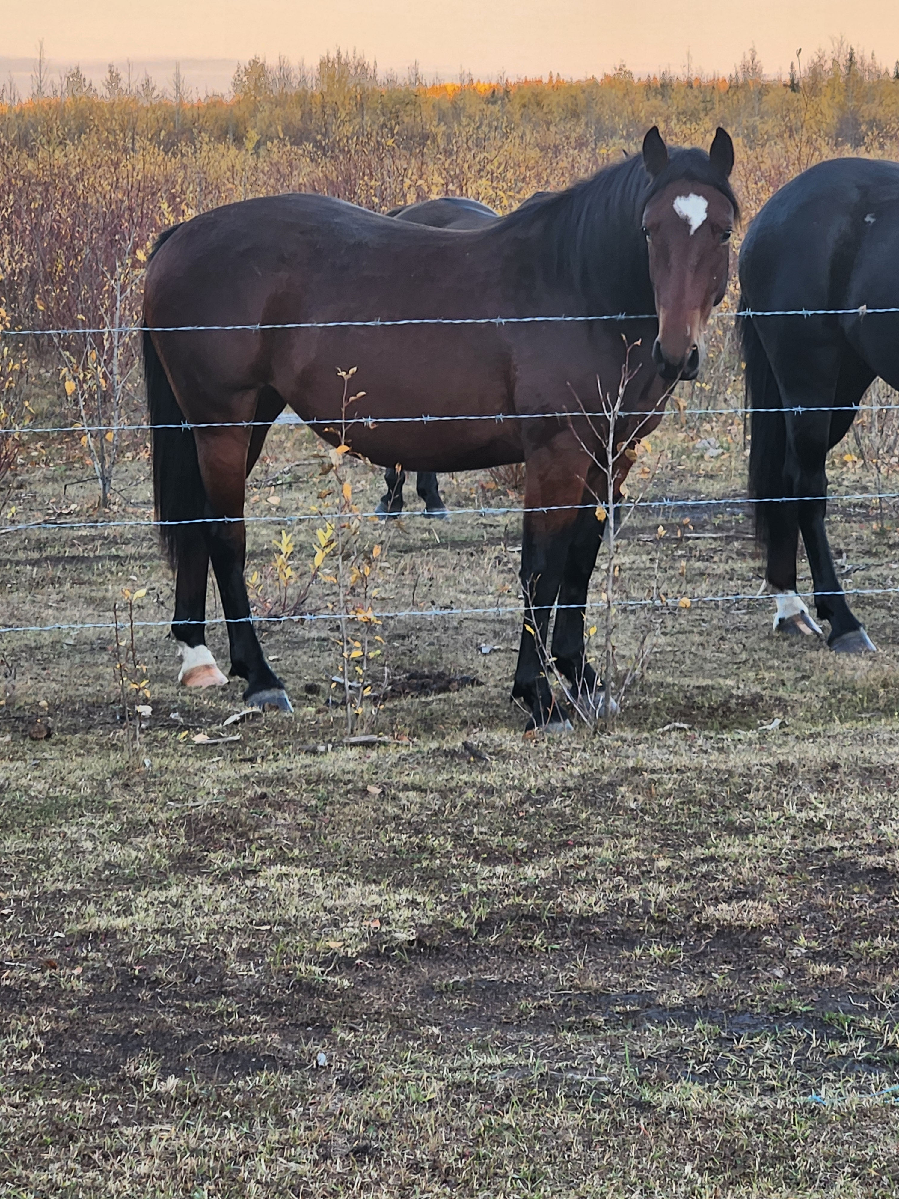 Ivy 2 year old draft cross filly  Beaverlodge AB