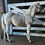 Thumbnail: Dual N Dash IQPA pending registration stud colt Nanton AB
