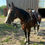 Thumbnail: wheezy 21 year old Mare   Grande Prairie AB
