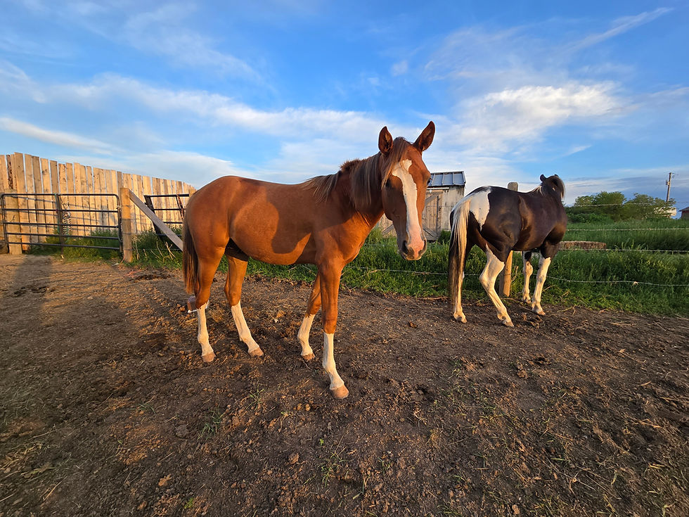Thumbnail: 2 in May Colorado Ranger Appalossa Gelding   Pincher Creek AB