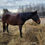Thumbnail: 12 year old standardbred mare. 15.1HH   Senlac SK