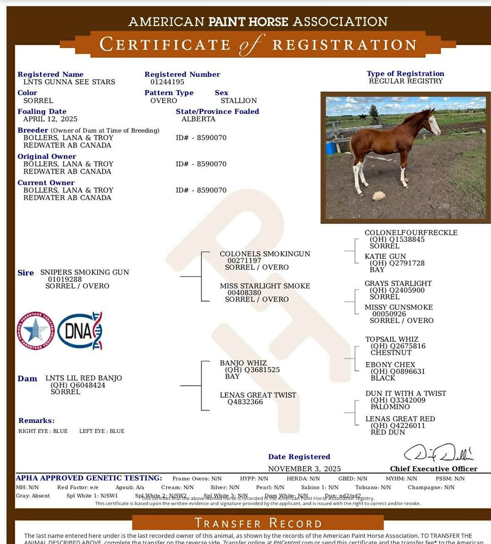 Thumbnail: AQHA/APHA/ATOA registered  Sorrel stallion   Radway AB