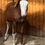Thumbnail: AQHA/APHA/ATOA registered  Sorrel stallion   Radway AB