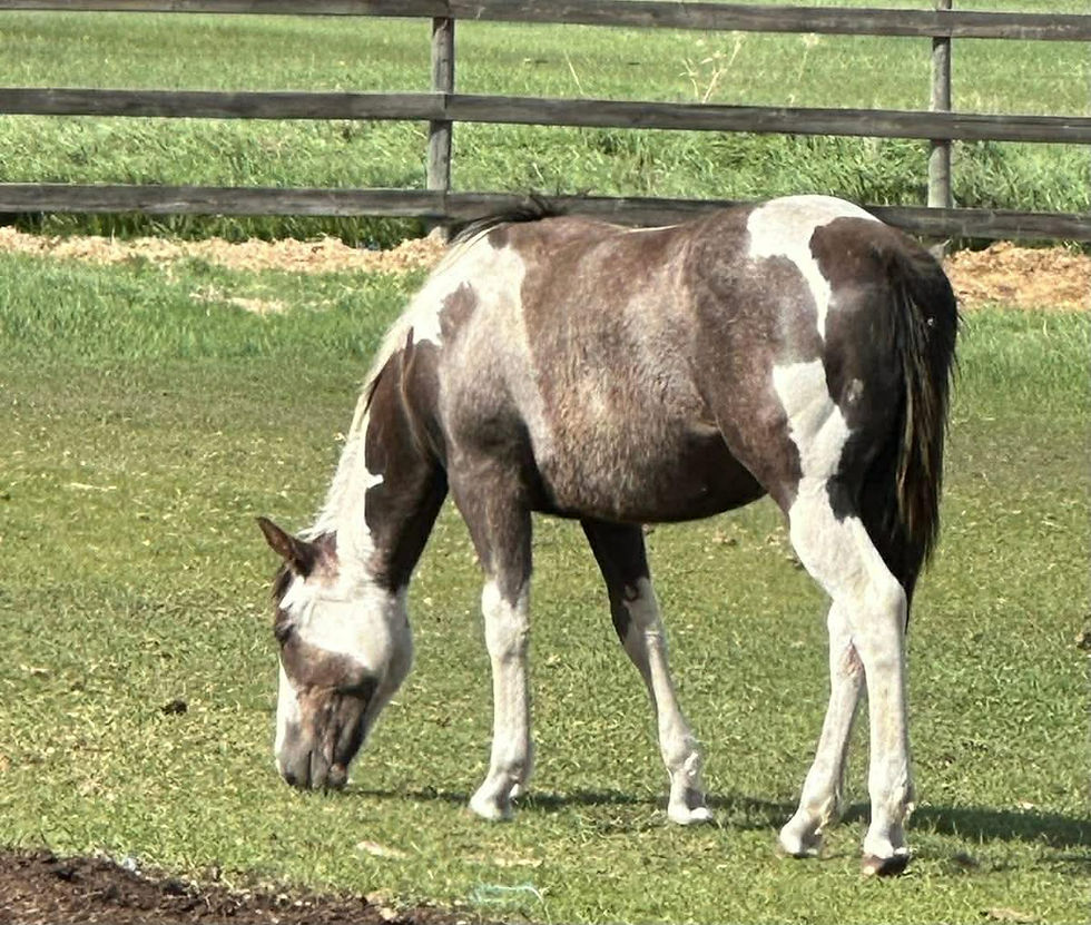 Thumbnail: APHA/ATOA Registered Gray Tobiano  2024 Gelding    FT ST. John BC