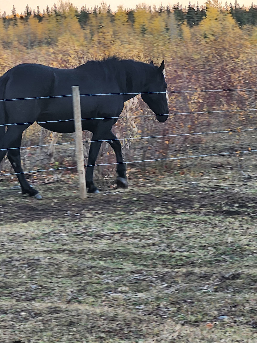 Thumbnail: 3 year old draft cross fillys Beaverlodge AB
