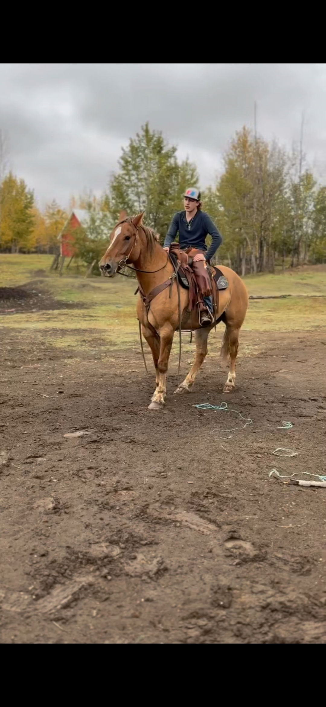 7 year old Draft cross