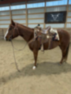 Lucy  8 year old grade mare  LA Corey AB