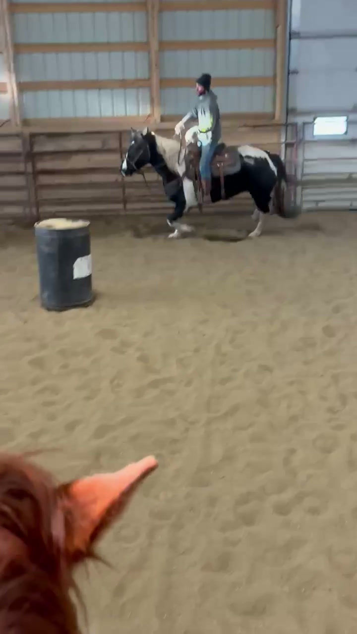 Thumbnail: 9 year old Draft cross  Gelding     La Corey AB