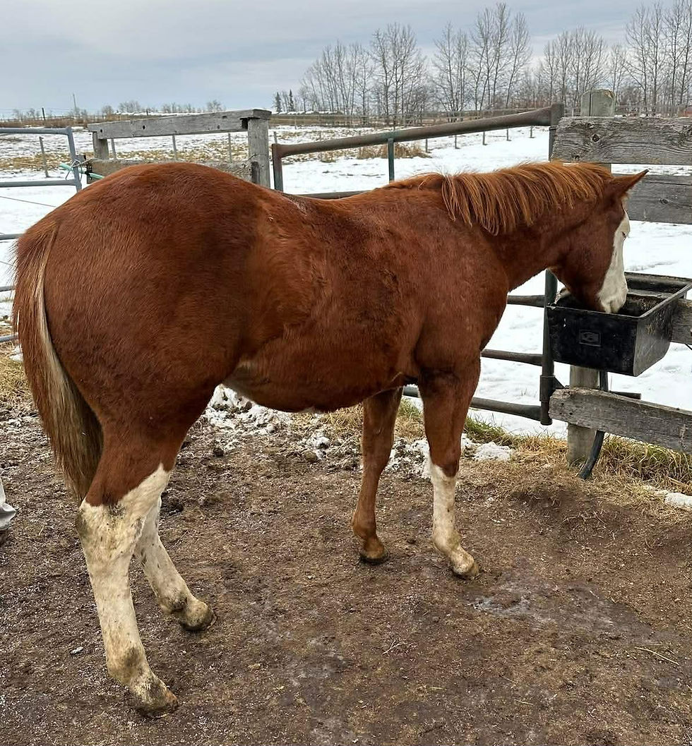 Thumbnail: AQHA/APHA/ATOA registered  Sorrel stallion   Radway AB