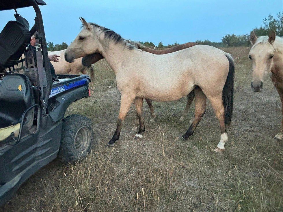 Thumbnail: Kazy Rising 2  AQHA Filly  Sexsmith AB