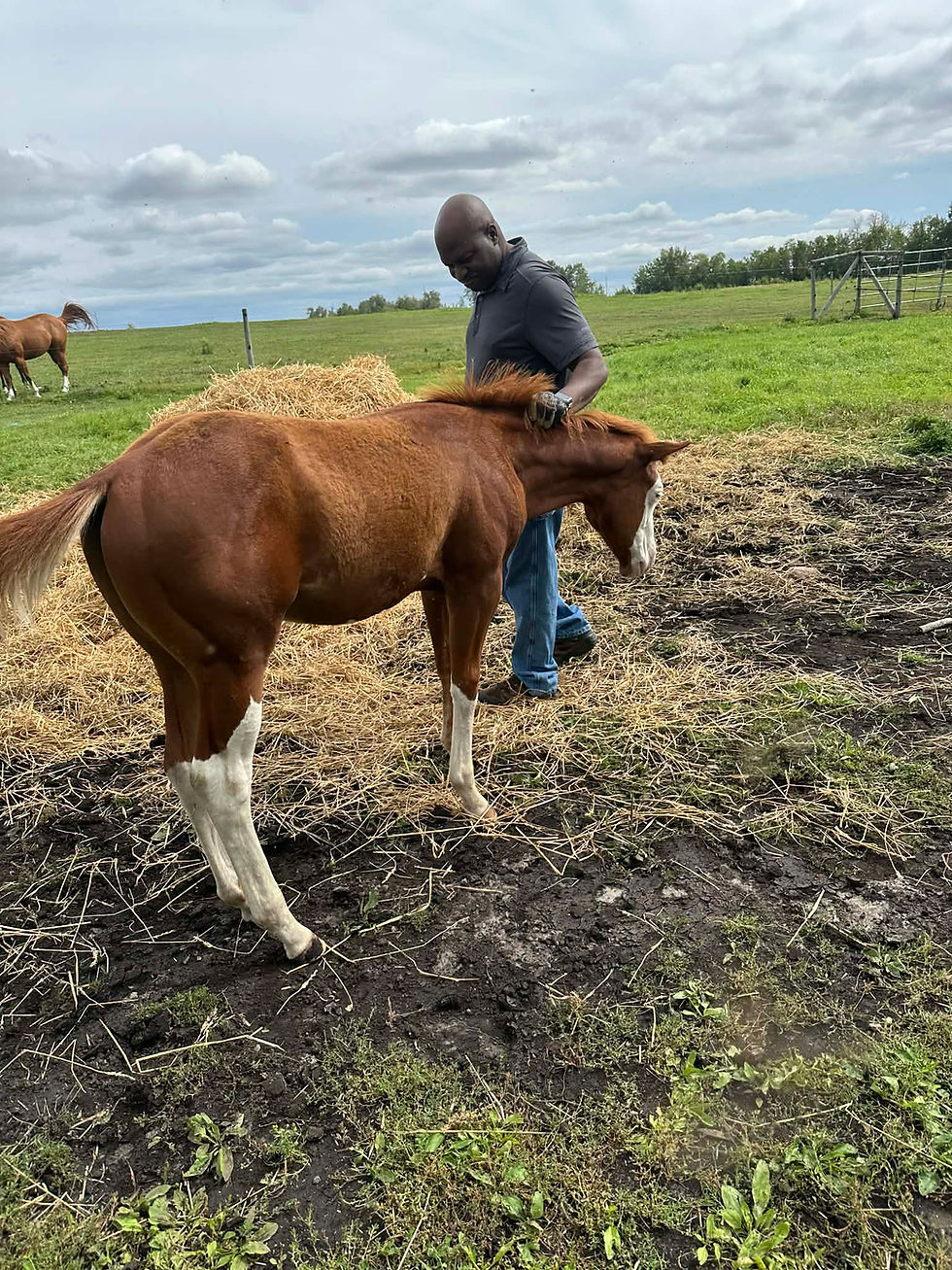 Thumbnail: AQHA/APHA/ATOA registered  Sorrel stallion   Radway AB
