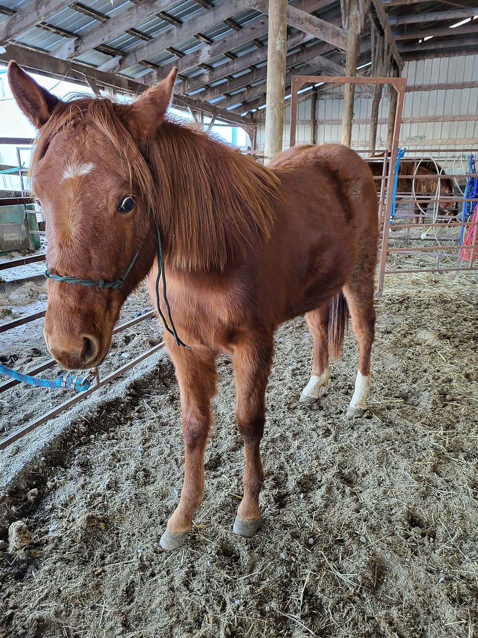 Thumbnail: Coming 2  Grade Q/H Filly    Snowflake MB