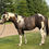 Thumbnail: APHA/ATOA Registered Gray Tobiano  2024 Gelding    FT ST. John BC
