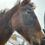 Thumbnail: 2025 grade paint filly   Two Hills AB