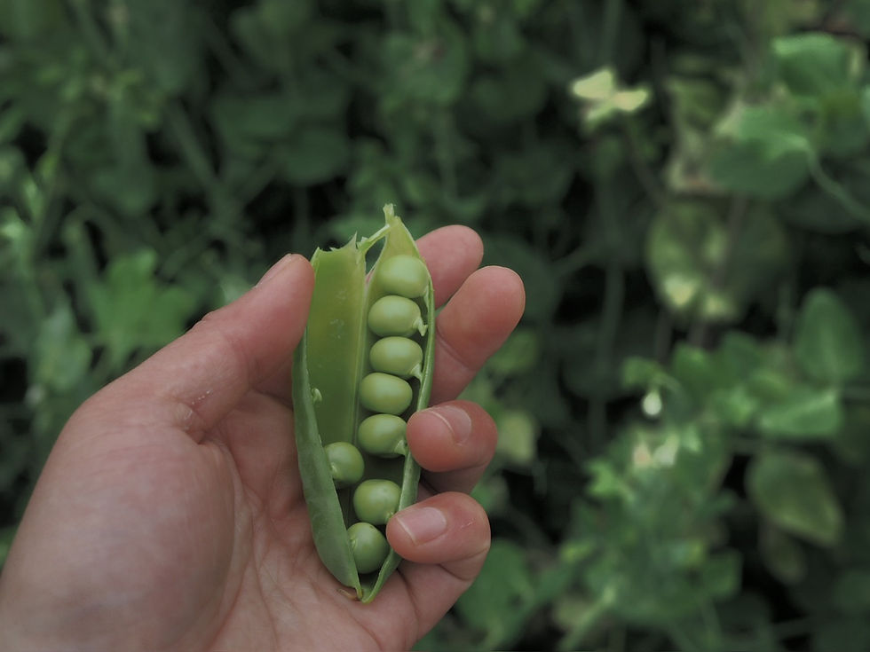 とれたてグリーンピースを料理家山戸ユカさんのフルコースで味わう！