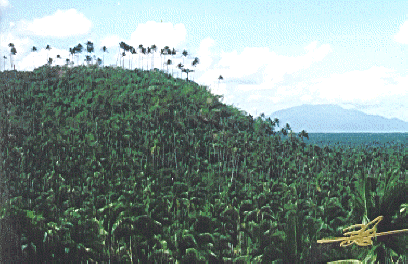 Palm Tree Forest