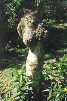 Venus de Tree-o   