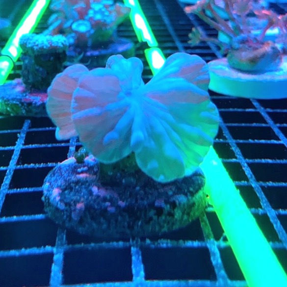 Thumbnail: Fox Coral