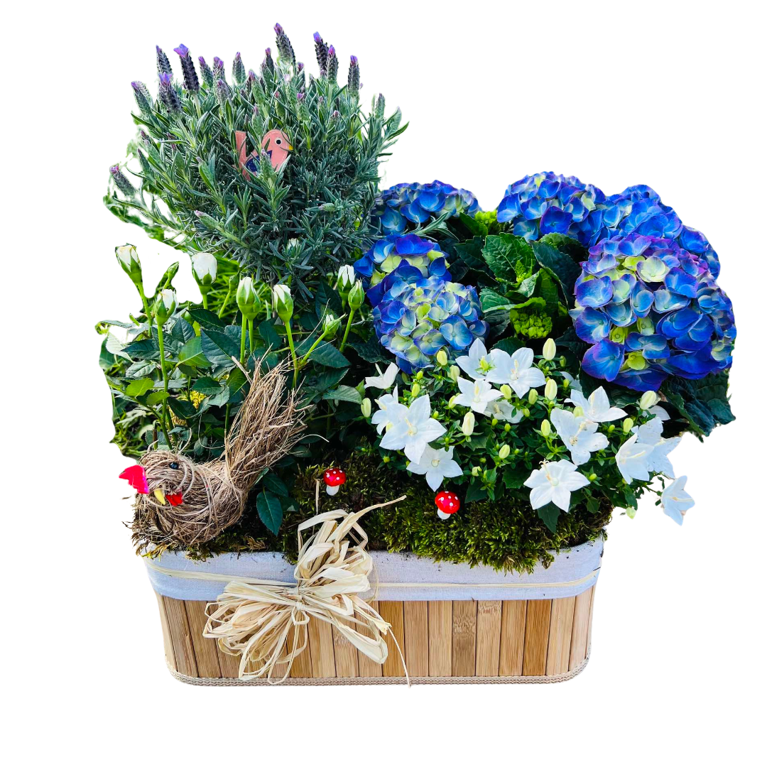 Саксийна аранжировка "Лавандулови мечти"