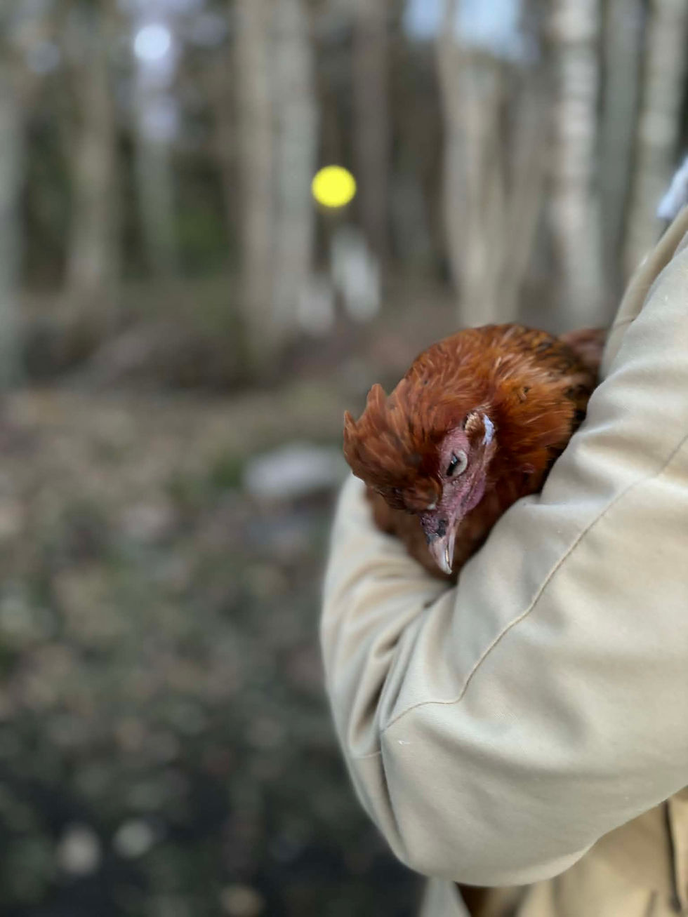 Hemma på gården hände en mycket tråkig sak nyligen, vår fina lilla höna Pärlan dog. Hon var gammal, och somnade in lugnt i sitt rede.