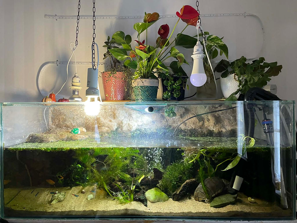 Jag har adderat räkor till akvariet. Det var egentligen för flera veckor sedan, men i helgen var första gången jag fick bra bilder på dem.