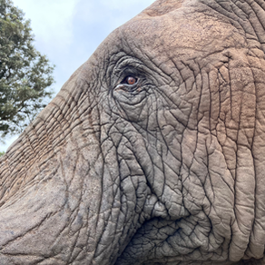 THE MAGESTICAL ELEPHANT EXPERIENCE AT HERD
