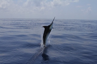 Marlin