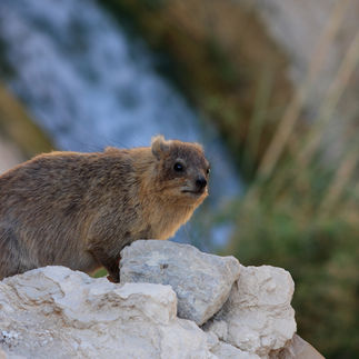Rock Hyrax sitting on desert stones near Ein Avdat waterfall.