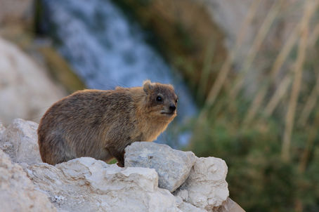 Six More Weeks of Winter