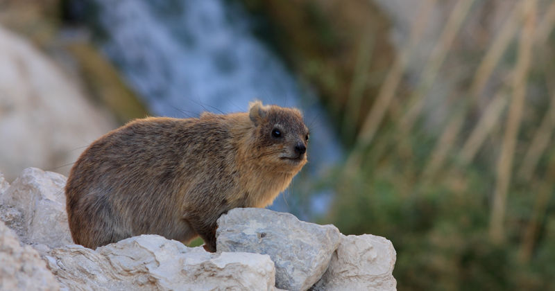 Hyrax