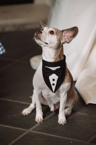 WeddingPuptials Gallery