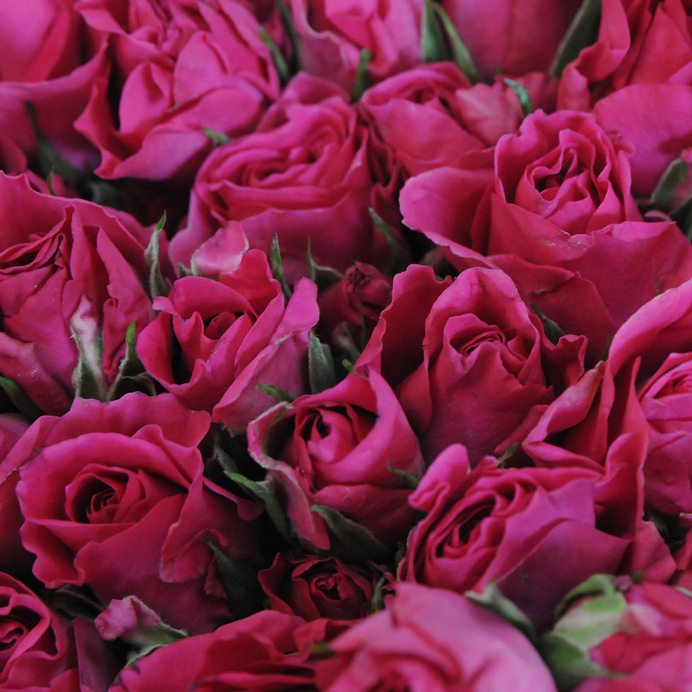 Thumbnail: Purple Spray Roses