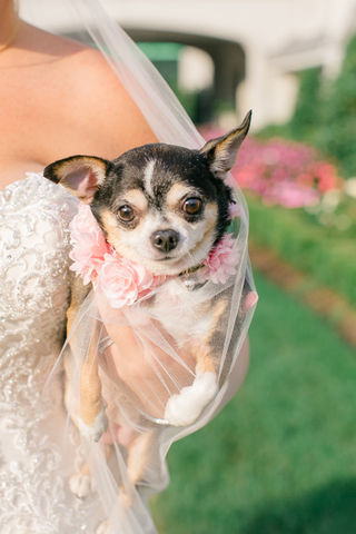 WeddingPuptials Gallery