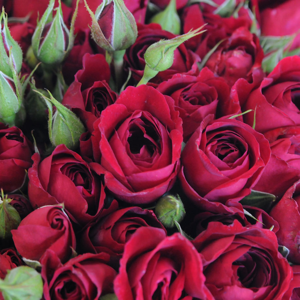 Thumbnail: Red Spray Roses