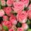 Thumbnail: Pink Spray Roses