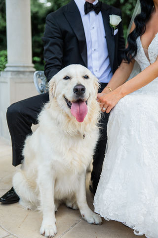 WeddingPuptials Gallery