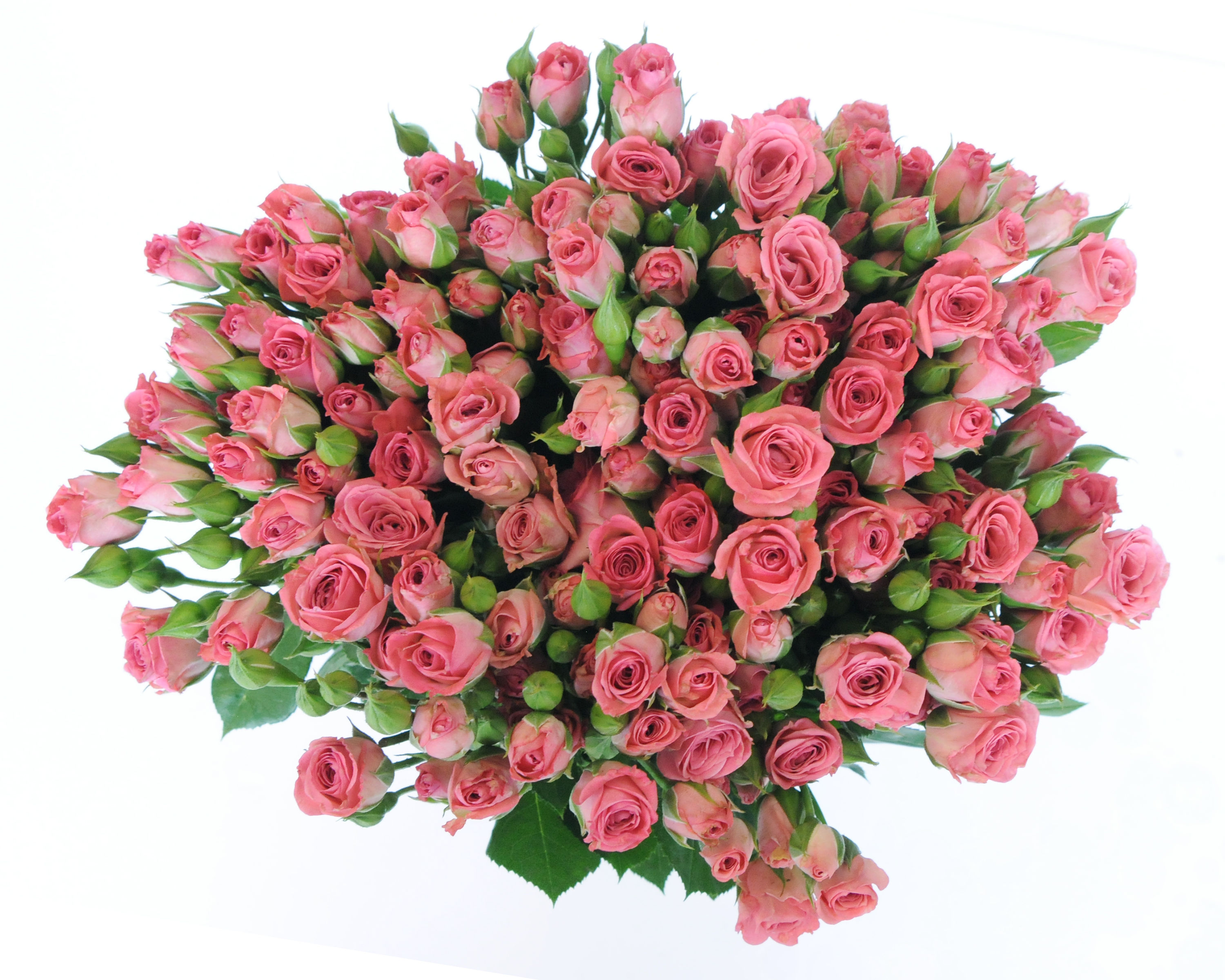 Pink Spray Roses