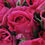 Thumbnail: Purple Spray Roses