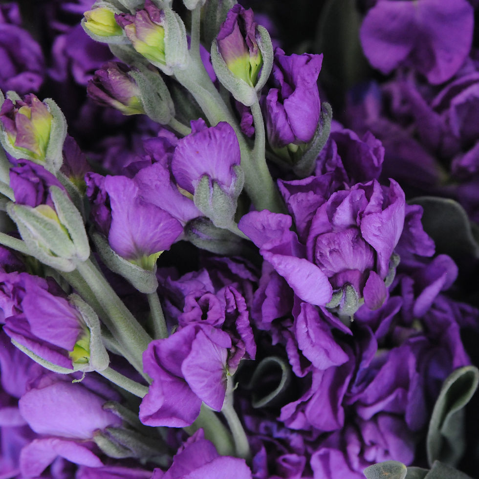 Thumbnail: Light Purple Stock Flowers