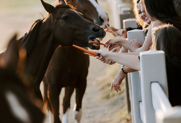 Guests feeding horses carrots at the Emerson Estate