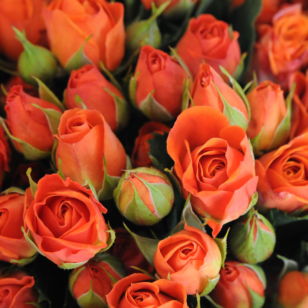 Thumbnail: Orange Spray Roses