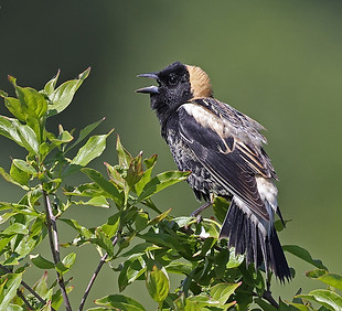 Bobolink 5 - Gordon Ellmers.jpg